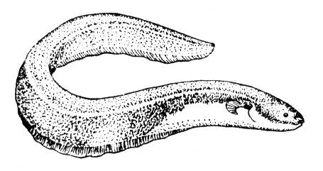 Большая Советская Энциклопедия (ЭЛ) i009-001-215860138.jpg