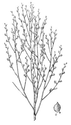 Большая Советская Энциклопедия (ЭР) i009-001-235481566.jpg