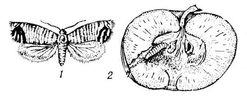 Большая Советская Энциклопедия (ЯБ) i010-001-265286177.jpg