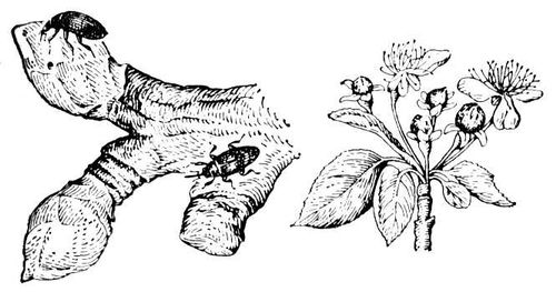 Большая Советская Энциклопедия (ЯБ) i010-001-256265529.jpg