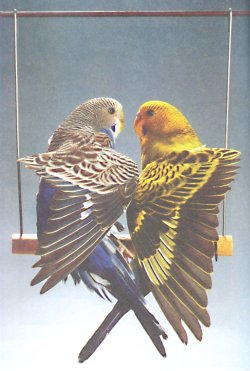 Попугаи от А до Я i_035.jpg