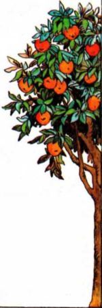 Сказки Италии i_041.jpg
