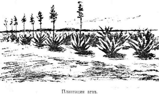 Путешествие с домашними растениями pic_47.jpg