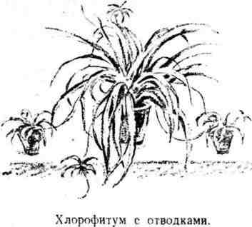 Путешествие с домашними растениями pic_66.jpg
