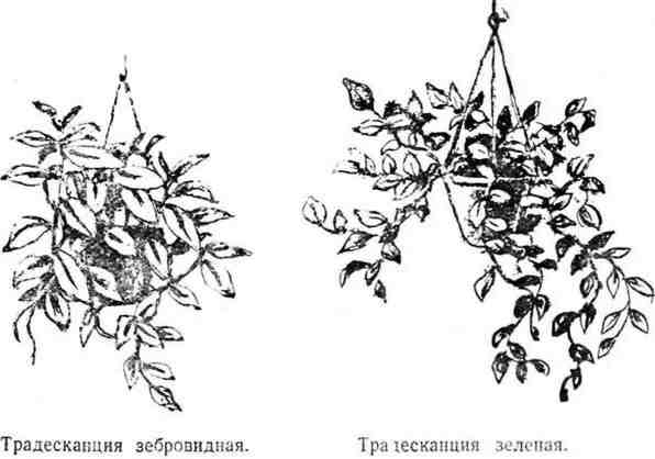Путешествие с домашними растениями pic_111.jpg