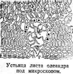 Путешествие с домашними растениями pic_207.jpg