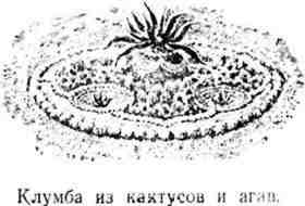 Путешествие с домашними растениями pic_16.jpg