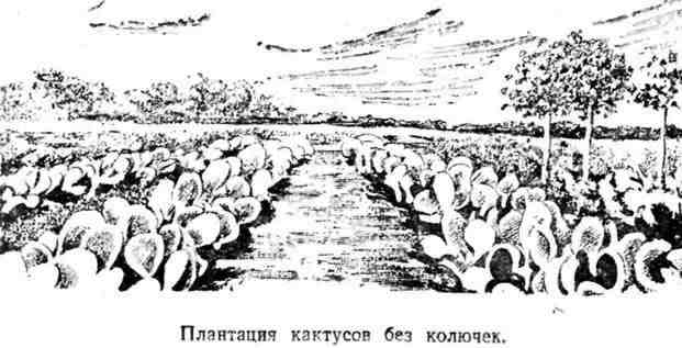 Путешествие с домашними растениями pic_23.jpg