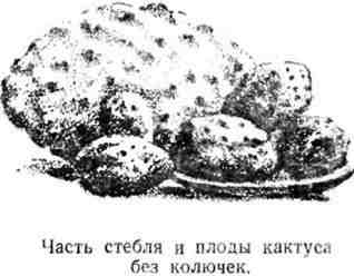 Путешествие с домашними растениями pic_24.jpg