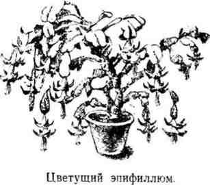 Путешествие с домашними растениями pic_29.jpg
