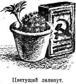 Путешествие с домашними растениями pic_45.jpg