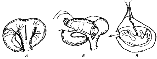 Физиология размножения и репродуктивная патология собак i_030.png