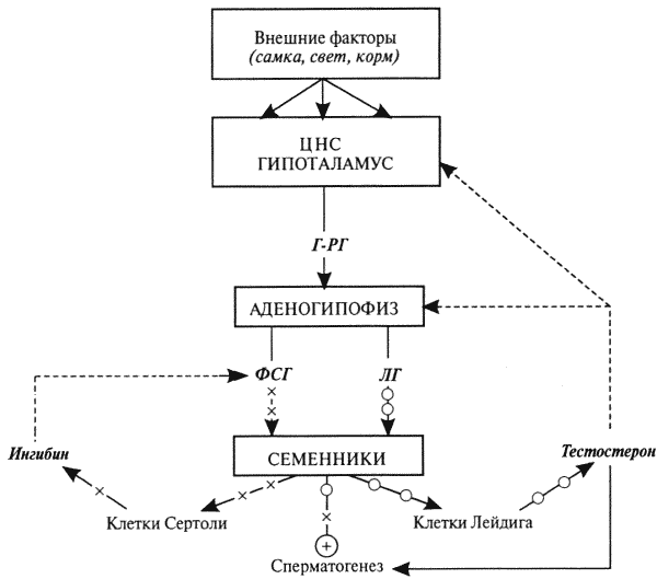 Физиология размножения и репродуктивная патология собак i_012.png
