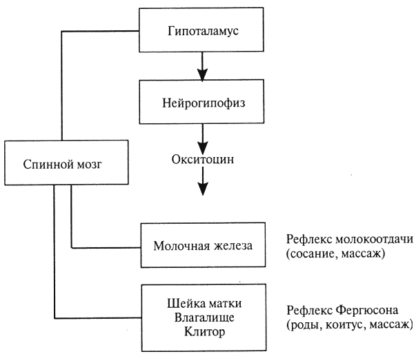 Физиология размножения и репродуктивная патология собак i_013.png