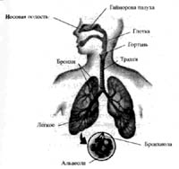 Пранаяма. Сознательный способ дыхания. pic_4.jpg