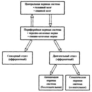 Пранаяма. Сознательный способ дыхания. book6.png