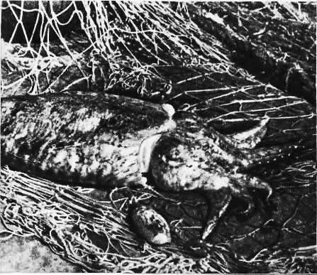 Карибский сувенир i_025.jpg
