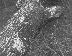 Профессиональные приемы вождения кроссового мотоцикла и эндуро i_120.jpg