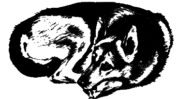 О чем лают собаки pic_35.png