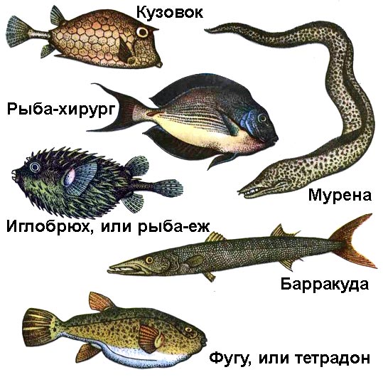 По морям вокруг Земли. Детская морская энциклопедия. Часть II i_058.jpg