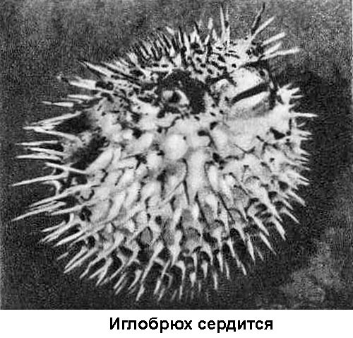 По морям вокруг Земли. Детская морская энциклопедия. Часть II i_059.jpg