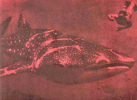 По морям вокруг Земли. Детская морская энциклопедия. Часть II i_060.jpg
