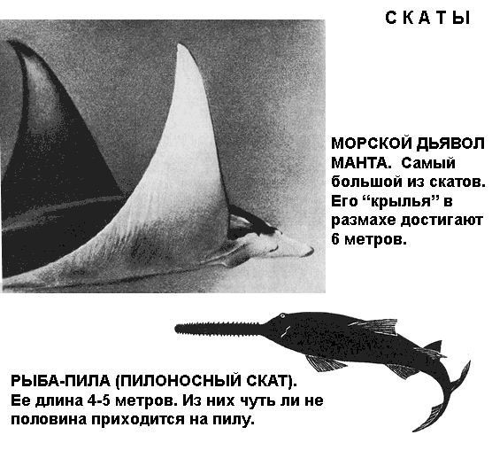 По морям вокруг Земли. Детская морская энциклопедия. Часть II i_072.png