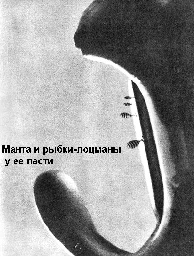 По морям вокруг Земли. Детская морская энциклопедия. Часть II i_073.jpg