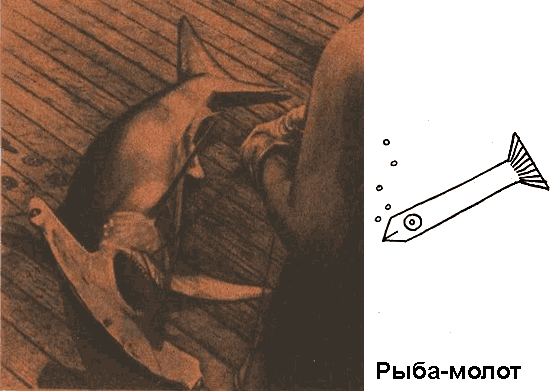 По морям вокруг Земли. Детская морская энциклопедия. Часть II i_076.png