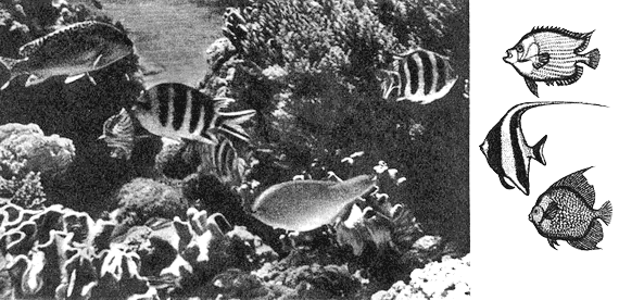 По морям вокруг Земли. Детская морская энциклопедия. Часть II i_080.png