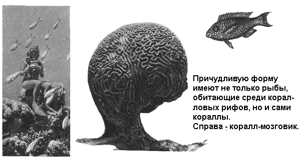 По морям вокруг Земли. Детская морская энциклопедия. Часть II i_082.png