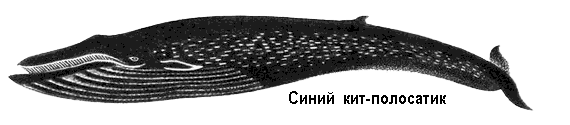 По морям вокруг Земли. Детская морская энциклопедия. Часть II i_113.png
