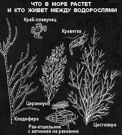 По морям вокруг Земли. Детская морская энциклопедия. Часть III i_074.png