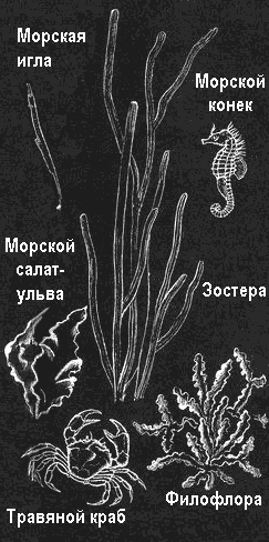 По морям вокруг Земли. Детская морская энциклопедия. Часть III i_075.png
