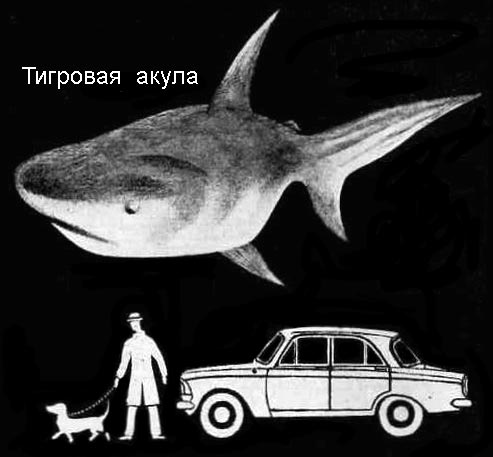 По морям вокруг Земли. Детская морская энциклопедия. Часть III i_051.jpg