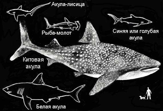 По морям вокруг Земли. Детская морская энциклопедия. Часть III i_052.jpg