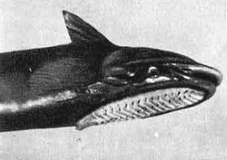 По морям вокруг Земли. Детская морская энциклопедия. Часть III i_054.jpg