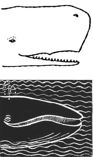По морям вокруг Земли. Детская морская энциклопедия. Часть III i_057.png