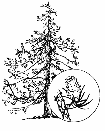 Деревья-целители _06.png