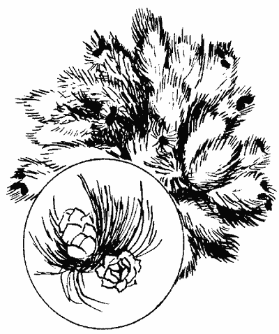 Деревья-целители _08.png
