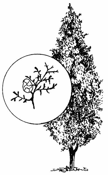 Деревья-целители _09.png