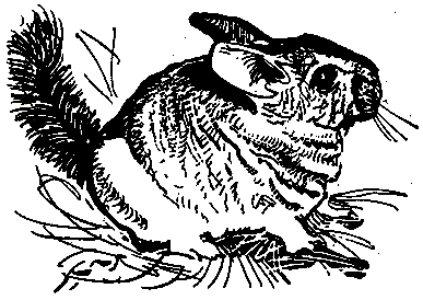 Ошибка короля зоопарков pic_68.png