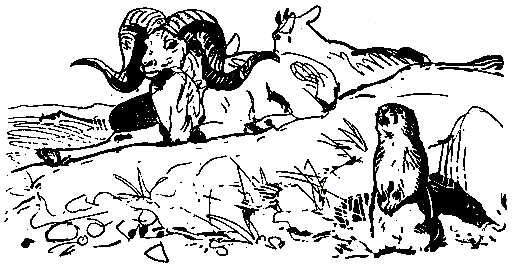 Ошибка короля зоопарков pic_85.png