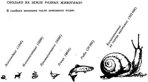 Четырехкрылые корсары _08.jpg