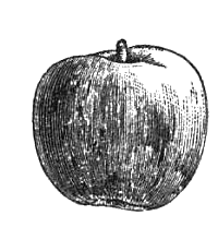 Яблоко. Рассказы о людях из «Багрового лепестка» i_002.png