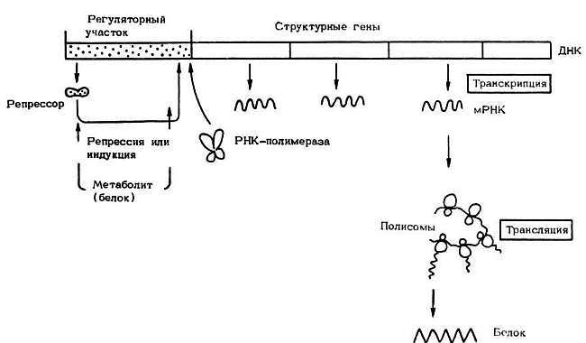 Старение и увеличение продолжительности жизни _11.jpg