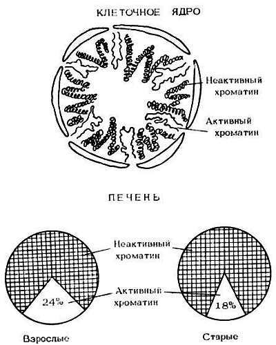Старение и увеличение продолжительности жизни _12.jpg