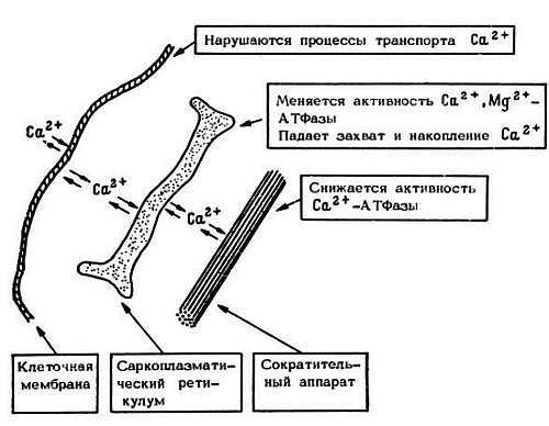 Старение и увеличение продолжительности жизни _16.jpg