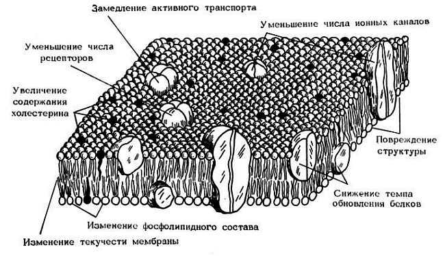 Старение и увеличение продолжительности жизни _17.jpg