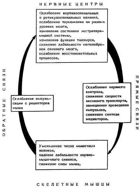Старение и увеличение продолжительности жизни _23.jpg